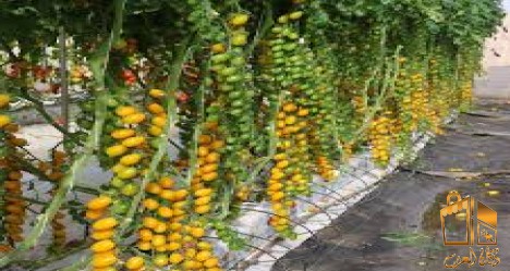 خبيرزراعة مائية عرض خذمات